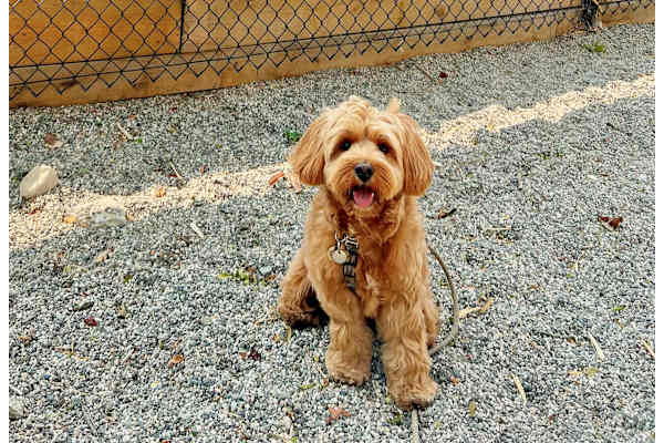 A small brown dog with a collar is sitting on a gravel surface.